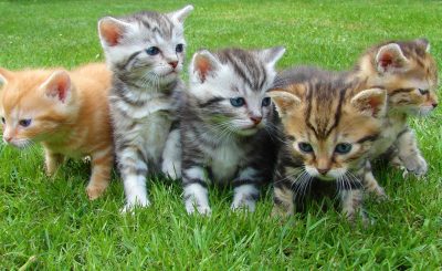 cinq chatons assis dans l'herbe