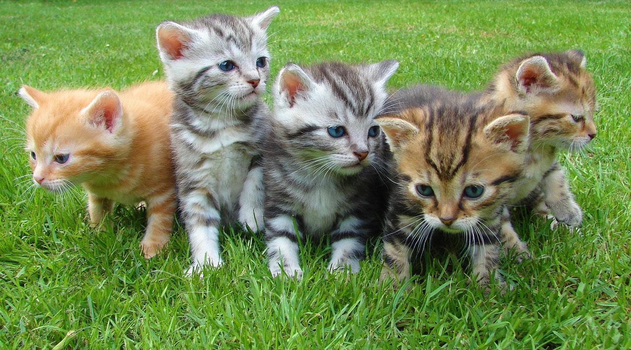 cinq chatons assis dans l'herbe