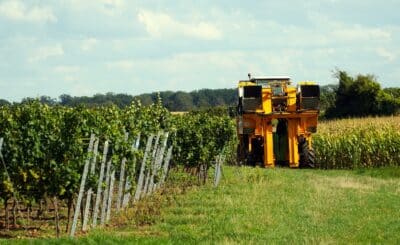 vineyard-ge39039050_1920