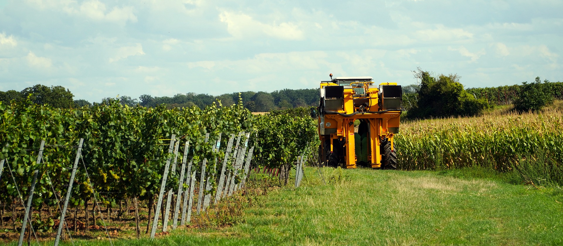 vineyard-ge39039050_1920
